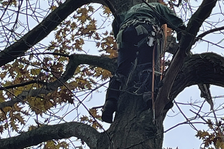 tree-trimming-service-high-quality-black-river-ny