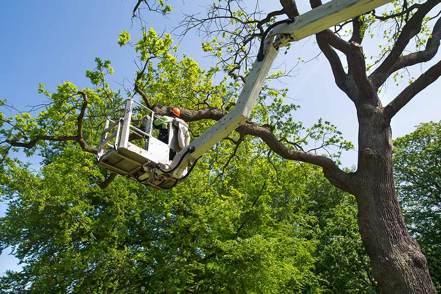 person in bucket truck removing tree branches alexandria bay ny