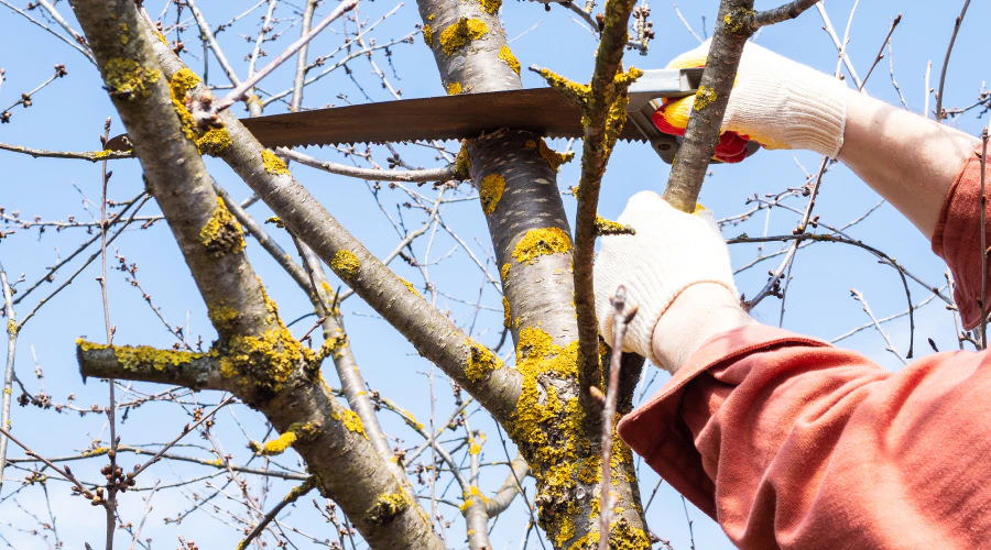 tree pruning services lowville ny