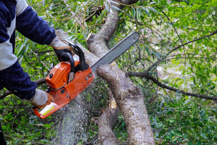 arborist-with-chainsaw-trimming-a-tree-watertown-ny